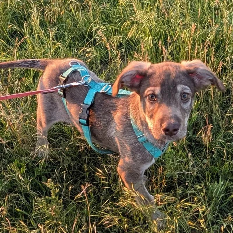 Kayla, female Mixed Breed for adoption at Pfotenhilfe Mogli, Bowil
