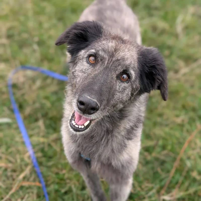 Nome, female senior Mixed Breed for adoption at Pfotenhilfe Mogli, Bowil