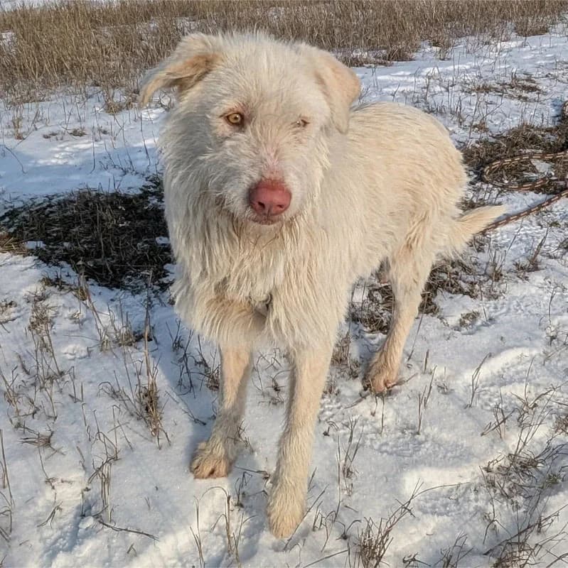 Noel, female young Mixed Breed for adoption at Pfotenhilfe Mogli, Bowil