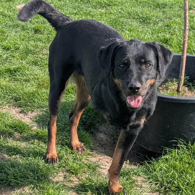 Moon, female young Mixed Breed for adoption at Pfotenhilfe Mogli, Bowil