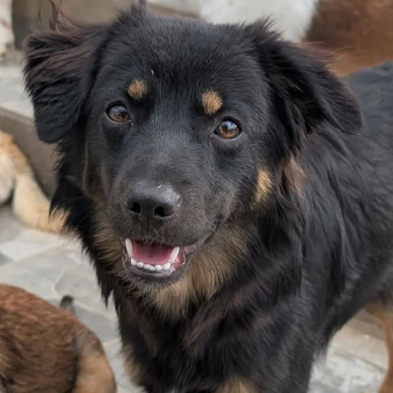 Chicca, female puppy Mixed Breed for adoption at Pfotenhilfe Mogli, Bowil