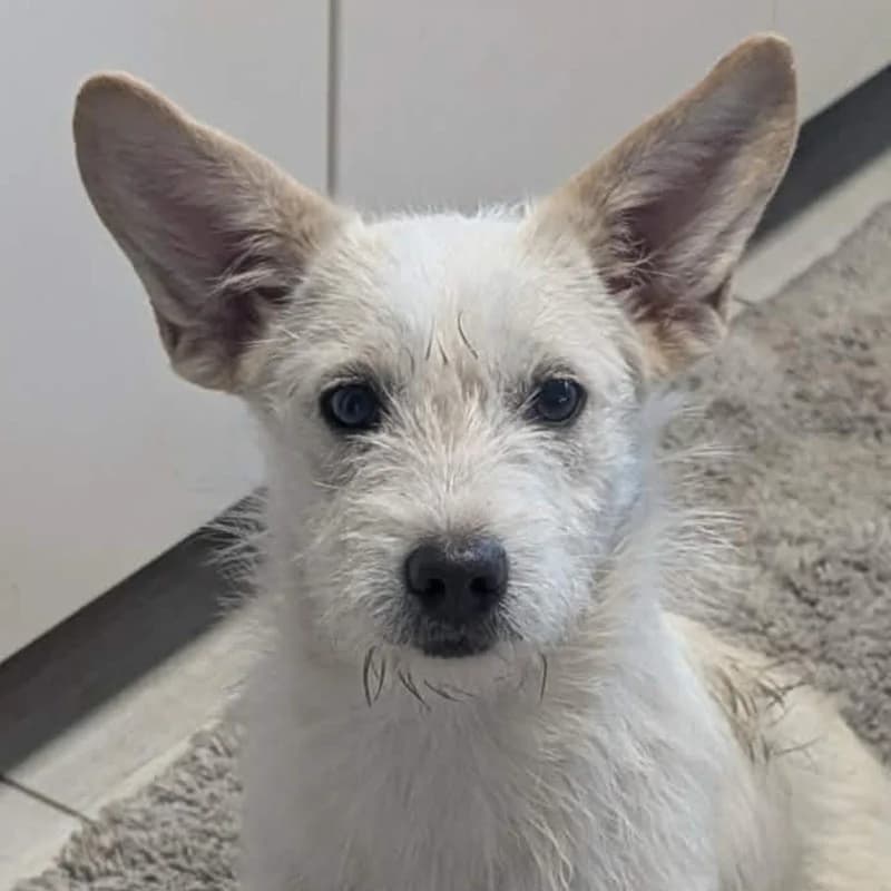 Dolce, female young Mixed Breed for adoption at Pfotenhilfe Mogli, Bowil