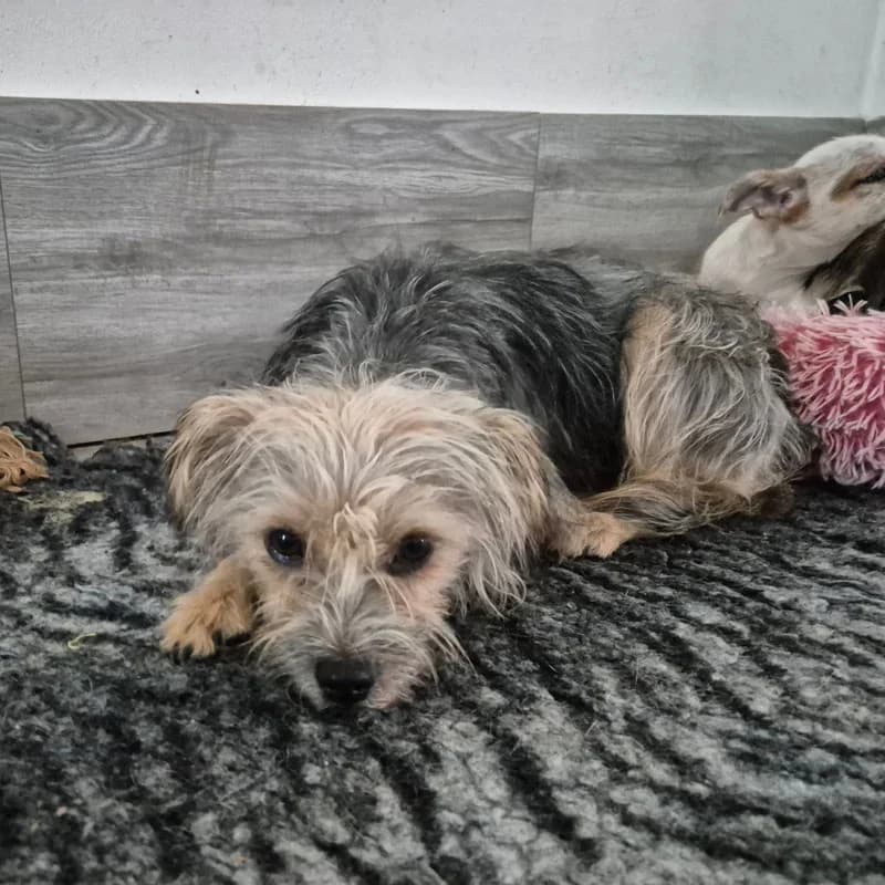 Gidi, female 3yo Mixed Breed for adoption at Pfotenhilfe Mogli, Bowil