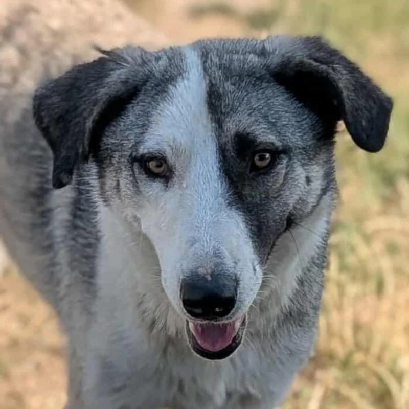 Fee, female 3yo Mixed Breed for adoption at Pfotenhilfe Mogli, Bowil