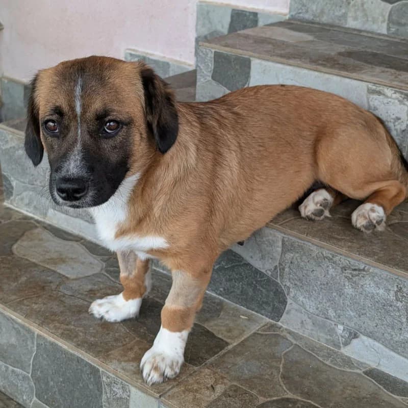 Penny, female young Mixed Breed for adoption at Pfotenhilfe Mogli, Bowil