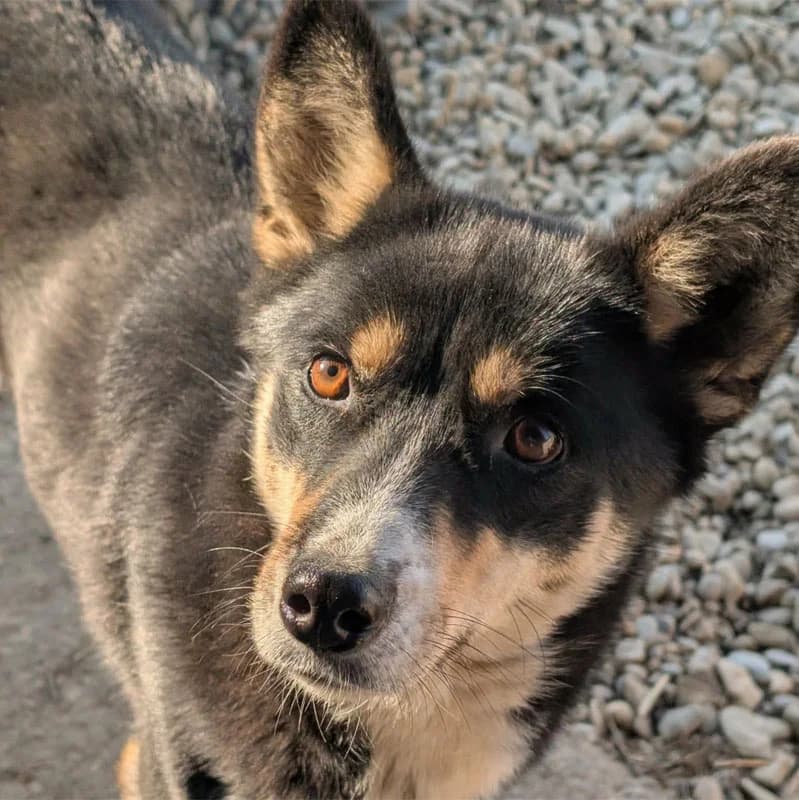 Zora, female 4yo Mixed Breed for adoption at Pfotenhilfe Mogli, Bowil