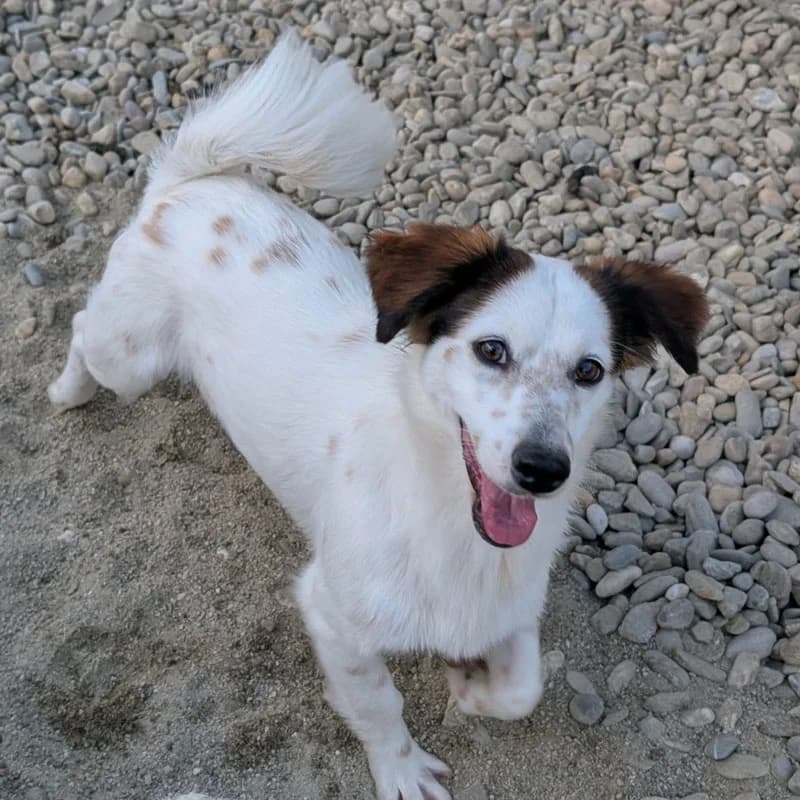 Somara, female young Mixed Breed for adoption at Pfotenhilfe Mogli, Bowil
