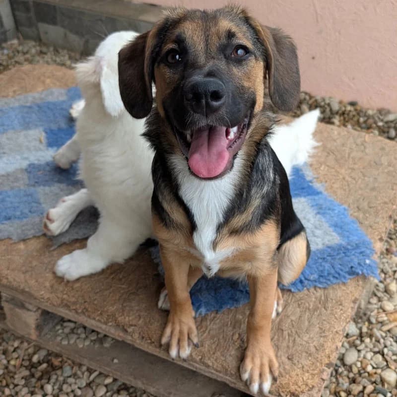 Nami, female puppy Mixed Breed for adoption at Pfotenhilfe Mogli, Bowil