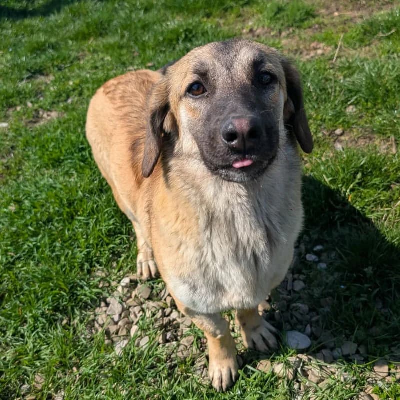 Sarina, female young Mixed Breed for adoption at Pfotenhilfe Mogli, Bowil