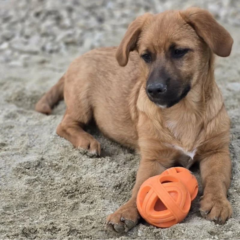 Arley, female puppy Mixed Breed for adoption at Pfotenhilfe Mogli, Bowil