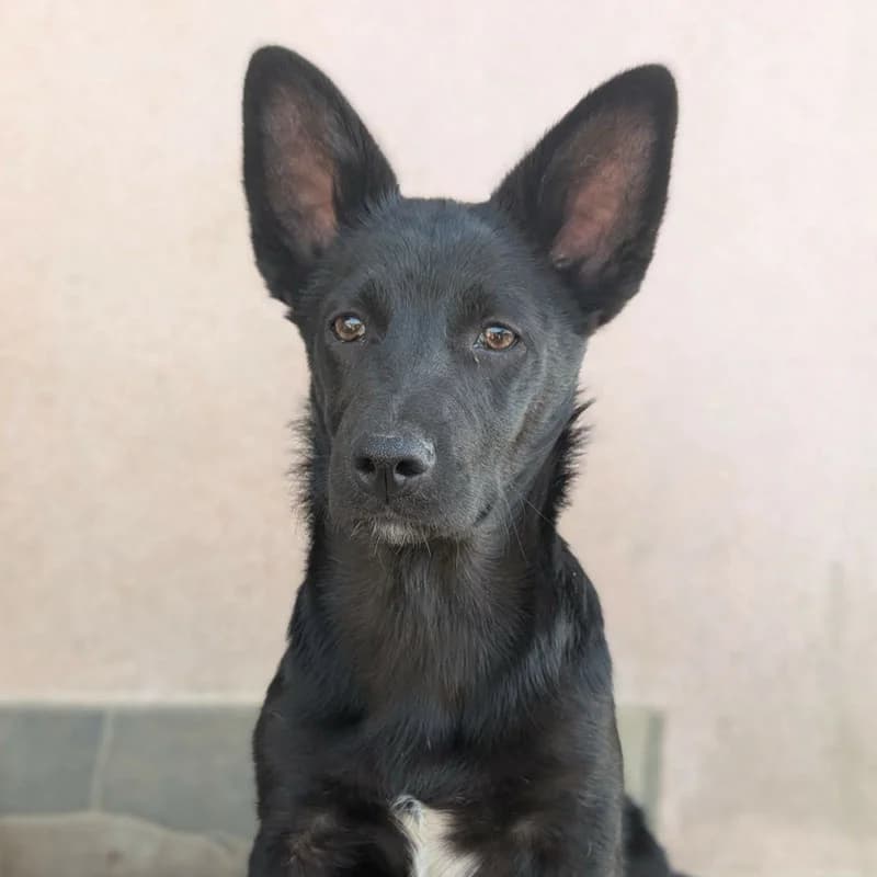 Prea, female puppy Mixed Breed for adoption at Pfotenhilfe Mogli, Bowil