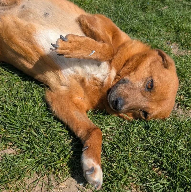 Pixie, female 3yo Mixed Breed for adoption at Pfotenhilfe Mogli, Bowil
