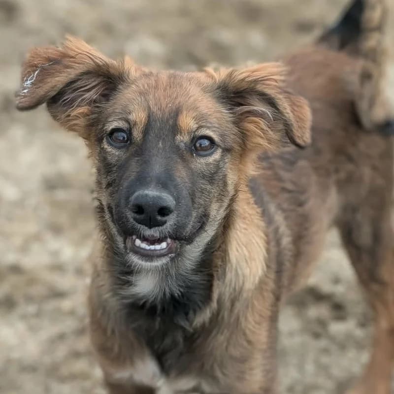Alisha, female Mixed Breed for adoption at Pfotenhilfe Mogli, Bowil