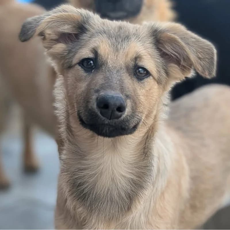 Ayana, female puppy Mixed Breed for adoption at Pfotenhilfe Mogli, Bowil