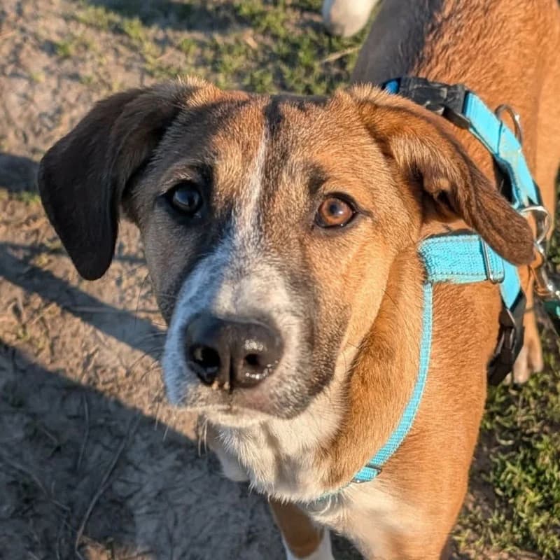 Arya, female young Mixed Breed for adoption at Pfotenhilfe Mogli, Bowil