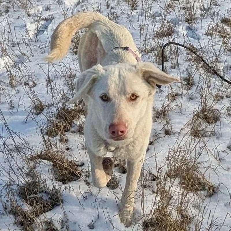Twilly, female young Mixed Breed for adoption at Pfotenhilfe Mogli, Bowil