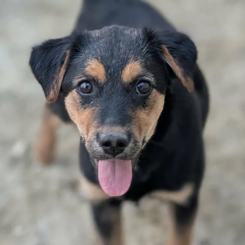 Nalani, female puppy Mixed Breed for adoption at Pfotenhilfe Mogli, Bowil