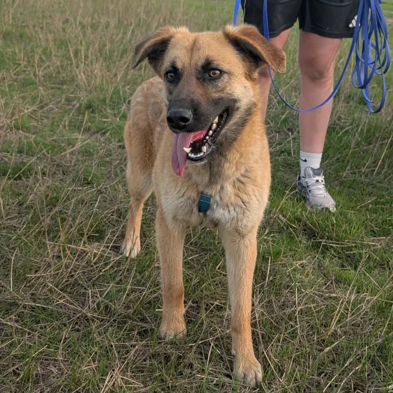 Gina, female young Mixed Breed for adoption at Pfotenhilfe Mogli, Bowil