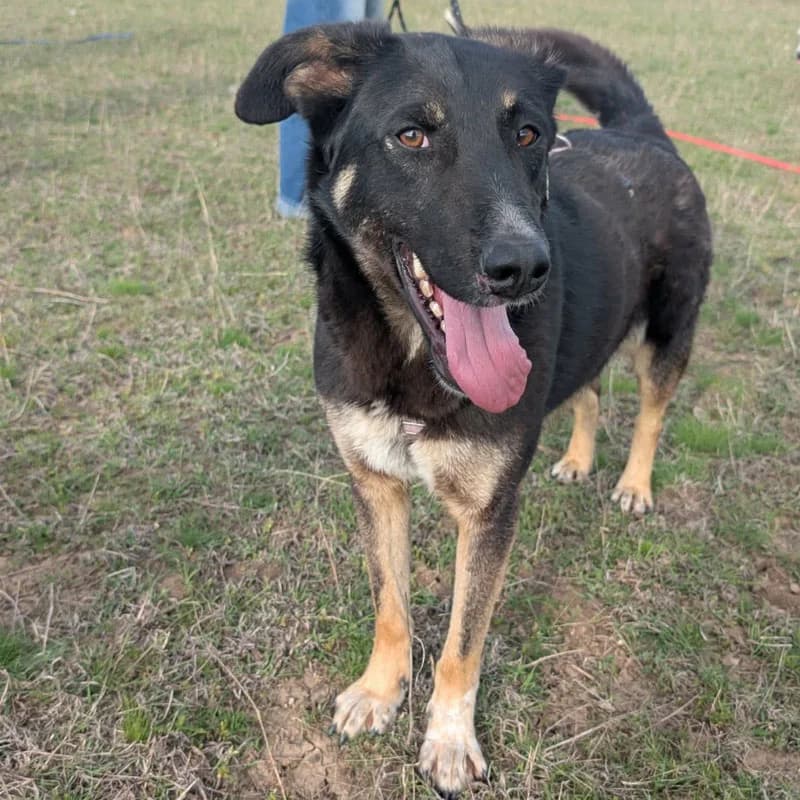Juro, male young Mixed Breed for adoption at Pfotenhilfe Mogli, Bowil