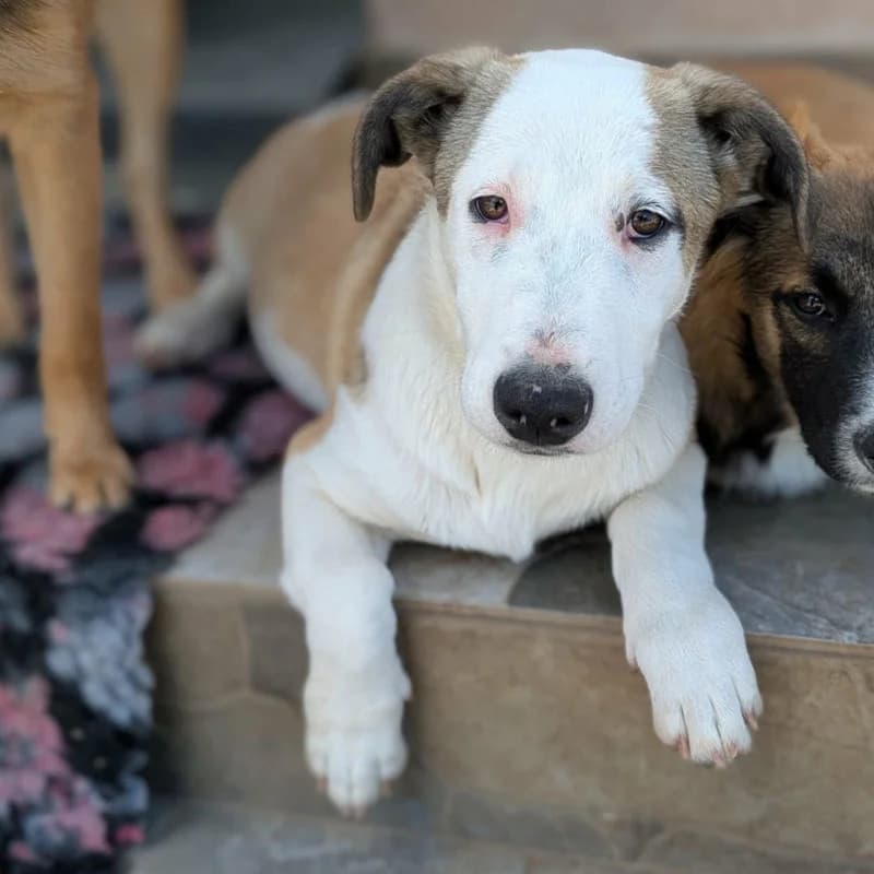Dobby, male puppy Mixed Breed for adoption at Pfotenhilfe Mogli, Bowil