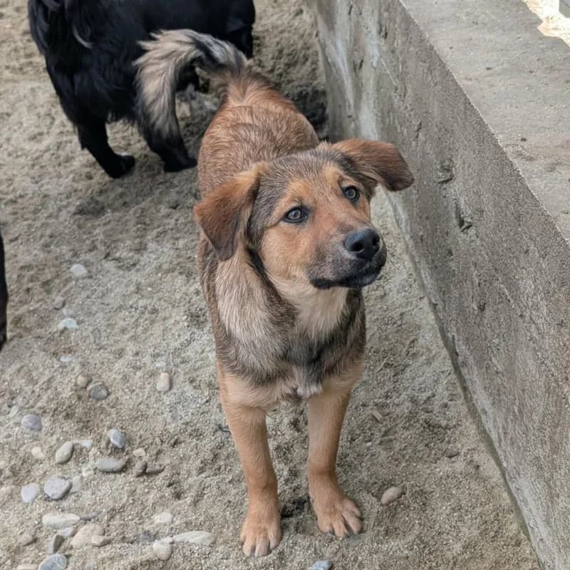 Kaleo, male puppy Mixed Breed for adoption at Pfotenhilfe Mogli, Bowil