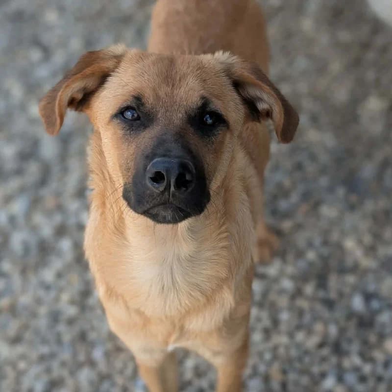 Ayana Bruder, male puppy Mixed Breed for adoption at Pfotenhilfe Mogli, Bowil