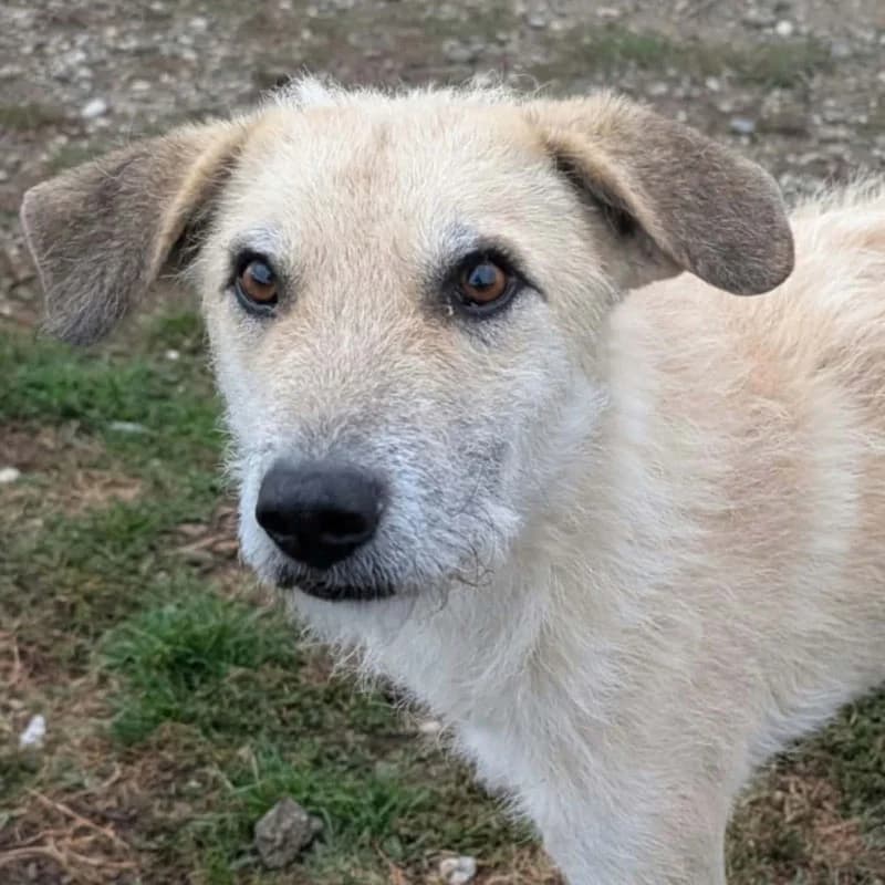 Braunie, male 3yo Mixed Breed for adoption at Pfotenhilfe Mogli, Bowil