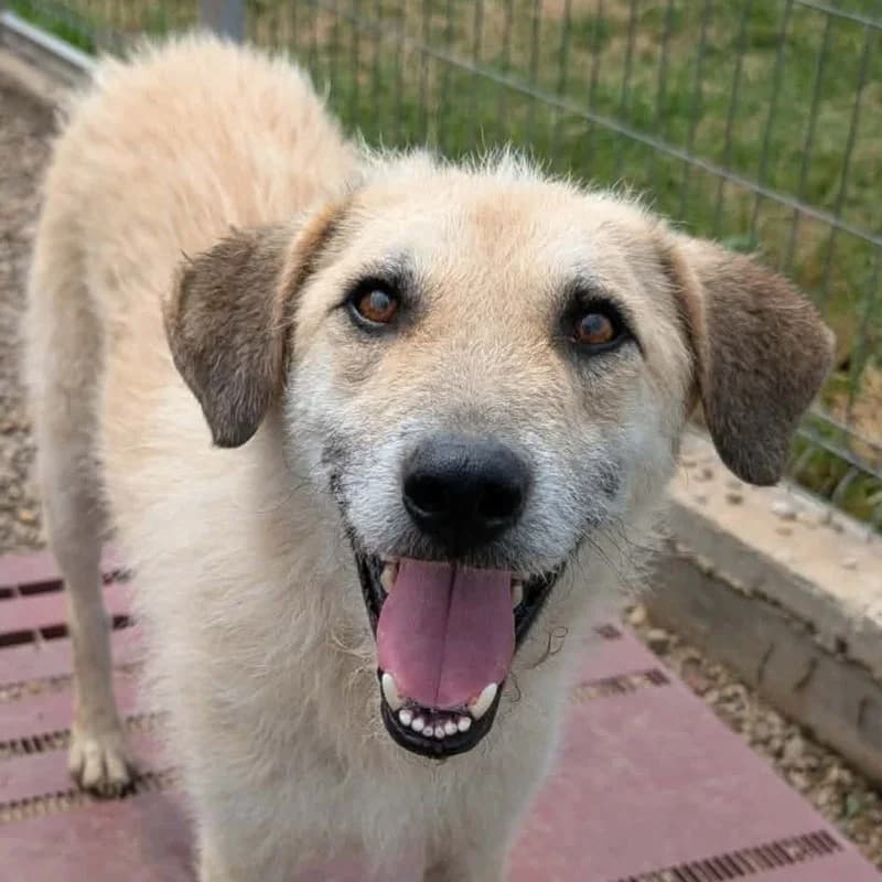 Braunie, male 3yo Mixed Breed for adoption at Pfotenhilfe Mogli, Bowil