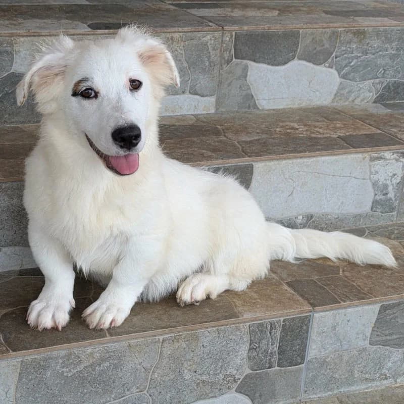 Findus, male puppy Mixed Breed for adoption at Pfotenhilfe Mogli, Bowil