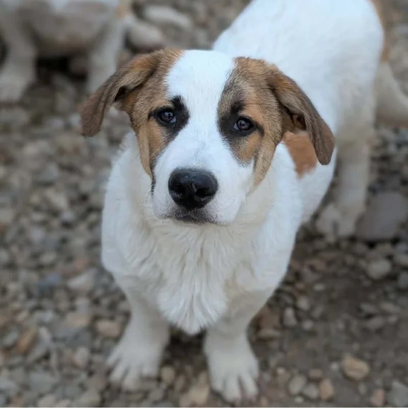 Myron, male puppy Mixed Breed for adoption at Pfotenhilfe Mogli, Bowil