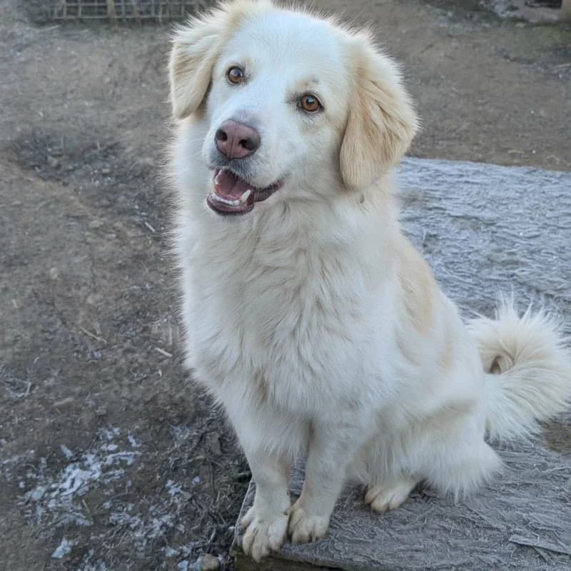 Tino, male young Mixed Breed for adoption at Pfotenhilfe Mogli, Bowil