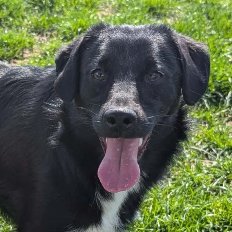 Pepino, male young Mixed Breed for adoption at Pfotenhilfe Mogli, Bowil