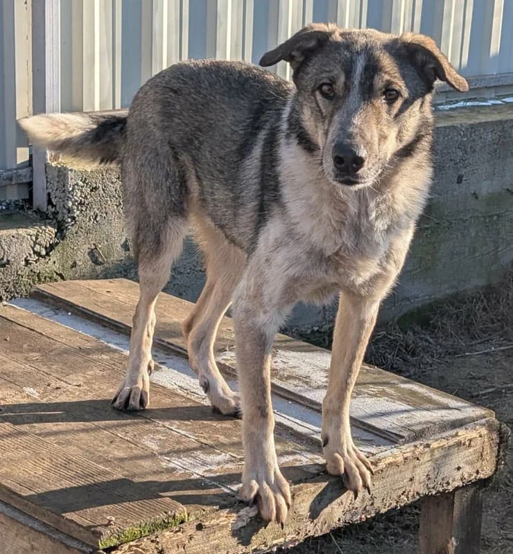 Tom, male young Mixed Breed for adoption at Pfotenhilfe Mogli, Bowil