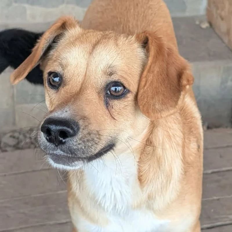 Anchjo, male young Mixed Breed for adoption at Pfotenhilfe Mogli, Bowil
