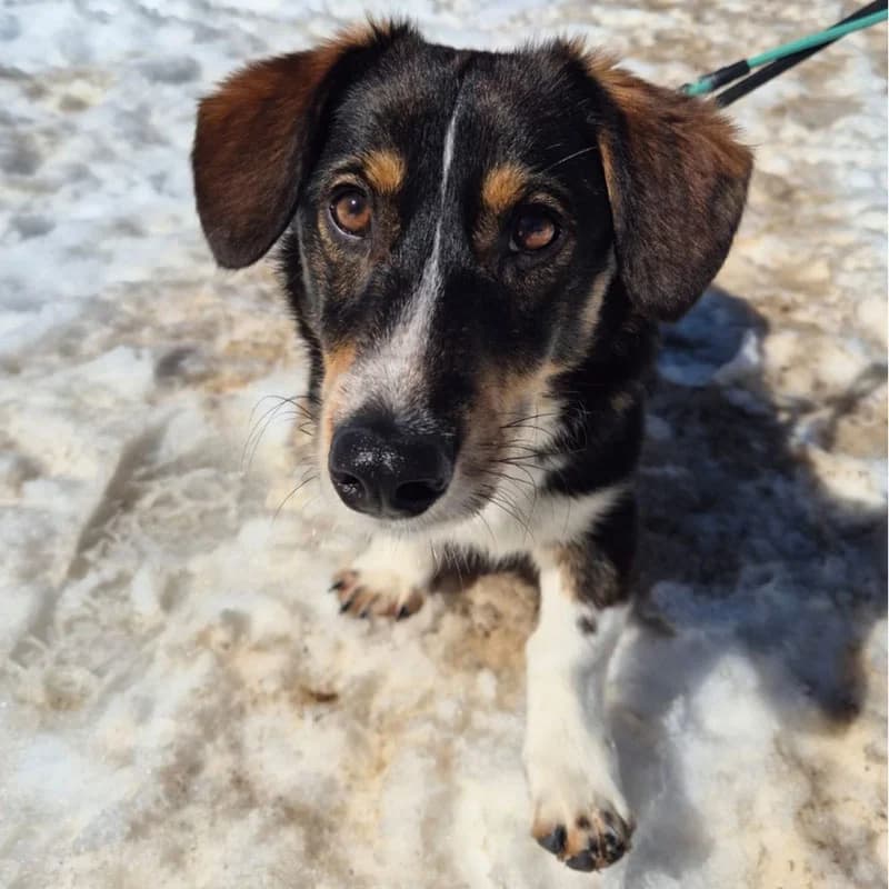 Tapani, male young Mixed Breed for adoption at Pfotenhilfe Mogli, Bowil