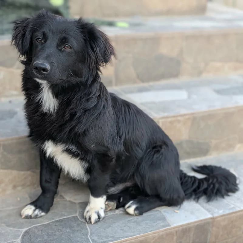 Kaipo, male puppy Mixed Breed for adoption at Pfotenhilfe Mogli, Bowil