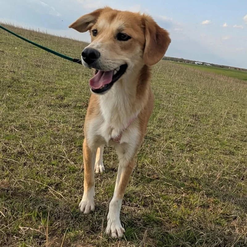 Buddy, male young Mixed Breed for adoption at Pfotenhilfe Mogli, Bowil