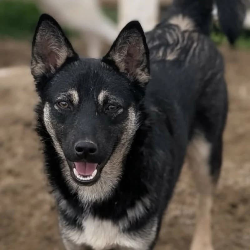 Billy, male young Mixed Breed for adoption at Pfotenhilfe Mogli, Bowil
