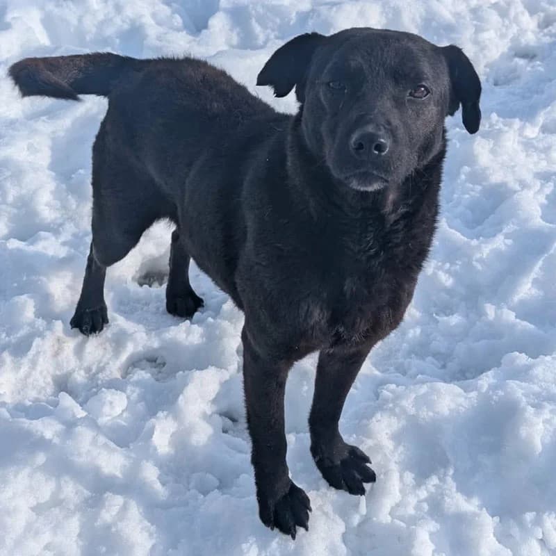 Nero, male 5yo Mixed Breed for adoption at Pfotenhilfe Mogli, Bowil
