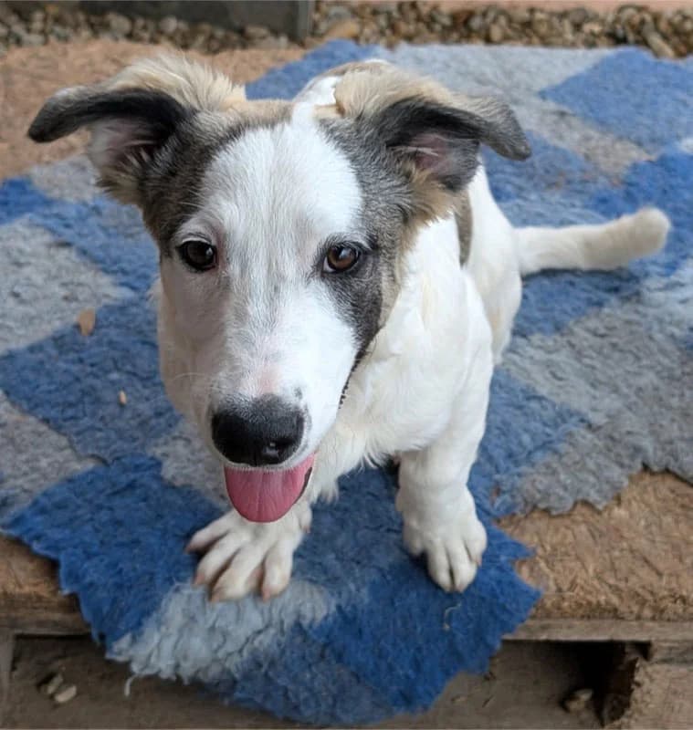Eddie, male puppy Mixed Breed for adoption at Pfotenhilfe Mogli, Bowil