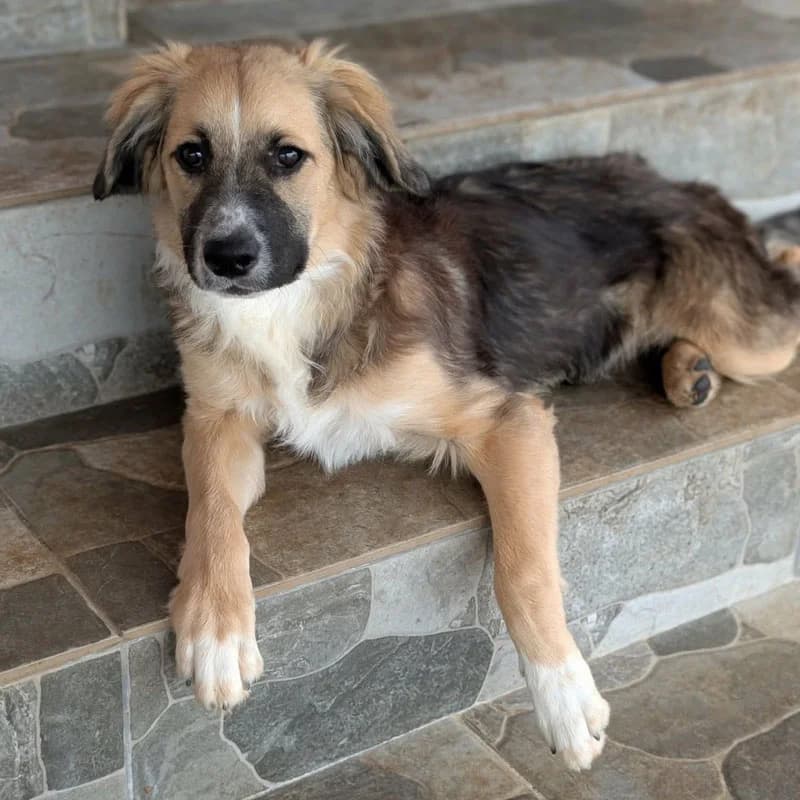 Kiano, male puppy Mixed Breed for adoption at Pfotenhilfe Mogli, Bowil