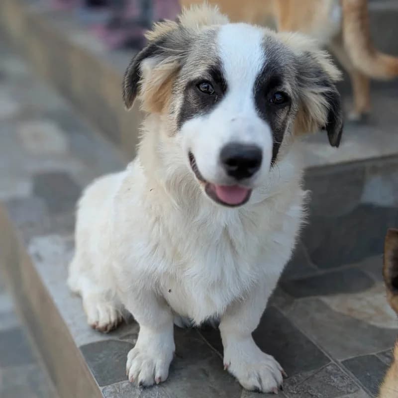 Balu, male puppy Mixed Breed for adoption at Pfotenhilfe Mogli, Bowil
