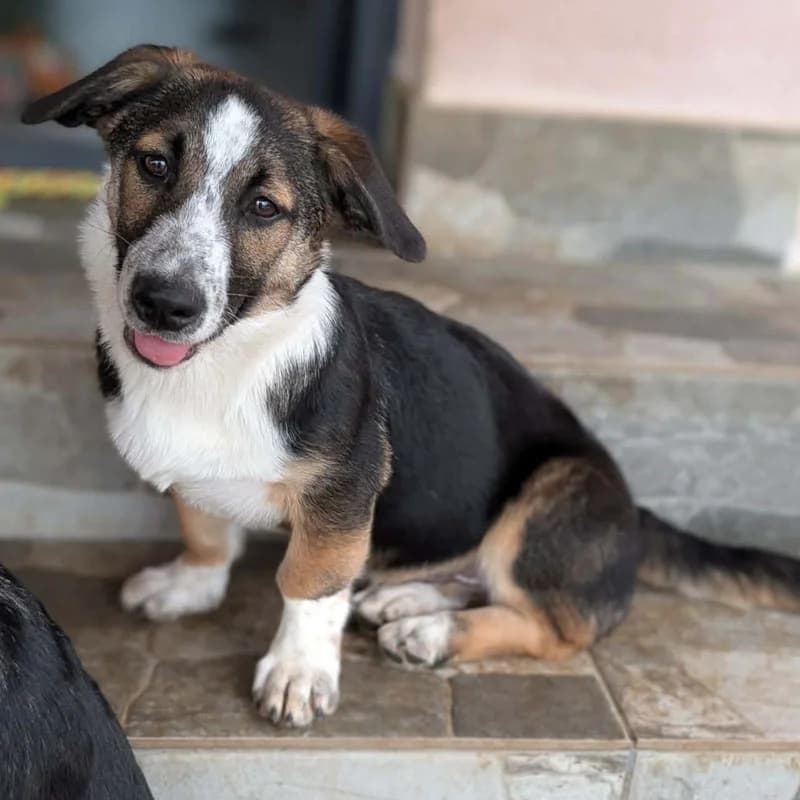 Gianni, male puppy Mixed Breed for adoption at Pfotenhilfe Mogli, Bowil