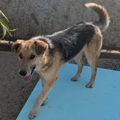 Jaro, young Mixed Breed for adoption at Pfotenhilfe Mogli, Bowil