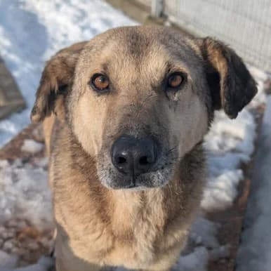 Kibo, 6yo Mixed Breed for adoption at Pfotenhilfe Mogli, Bowil