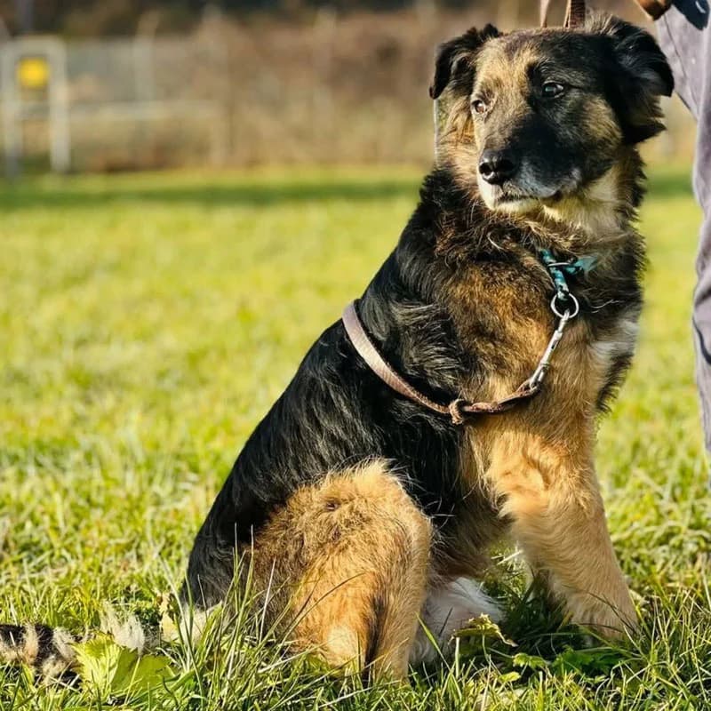 Garry, senior Mixed Breed for adoption at Pfotenhilfe Mogli, Bowil