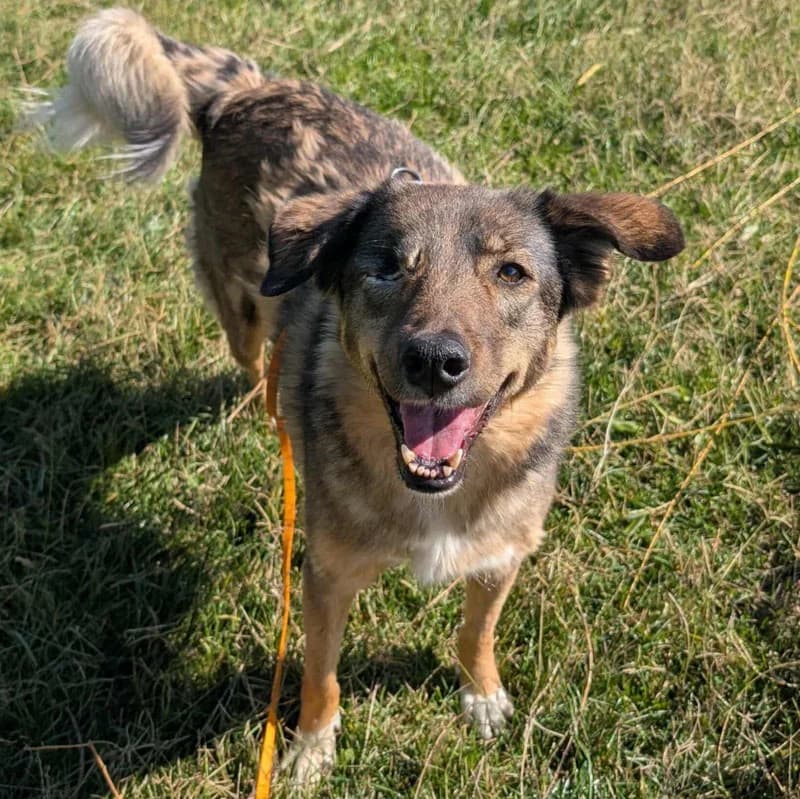 Raja, 5yo Mixed Breed for adoption at Pfotenhilfe Mogli, Bowil