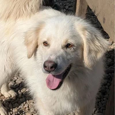 Tino, young Mixed Breed for adoption at Pfotenhilfe Mogli, Bowil