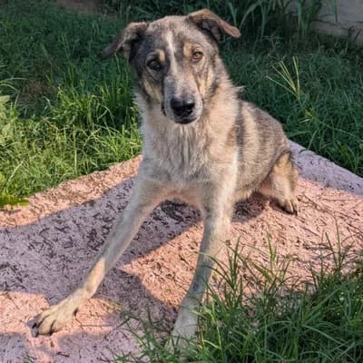 Tom, young Mixed Breed for adoption at Pfotenhilfe Mogli, Bowil