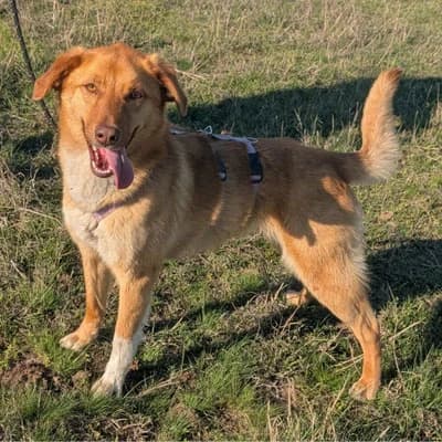 Lio, young Mixed Breed for adoption at Pfotenhilfe Mogli, Bowil